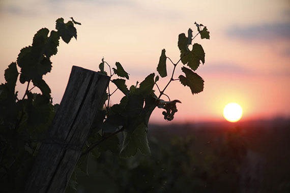 Ottella vineyard sunset.